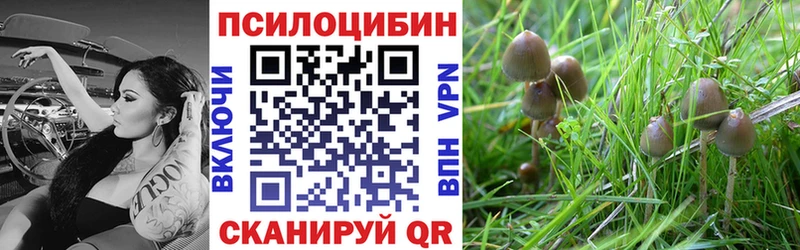 darknet Telegram  Родники  Псилоцибиновые грибы Cubensis 